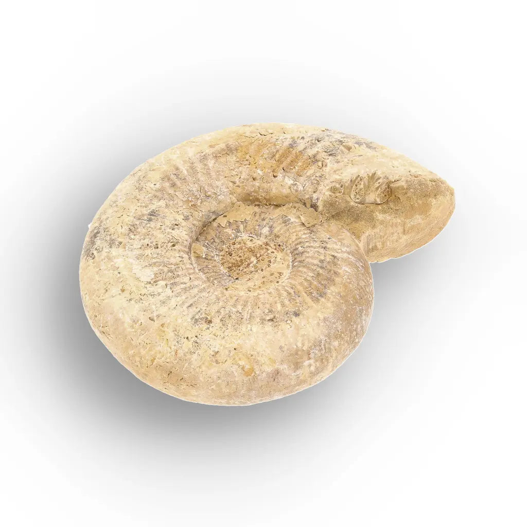 Get your Cretaceous White Spine Ammonite Fossil online now or in store at Forever Gems in Franschhoek, South Africa