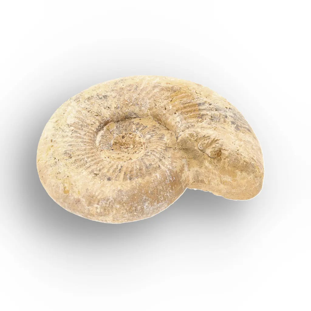 Get your Cretaceous White Spine Ammonite Fossil online now or in store at Forever Gems in Franschhoek, South Africa