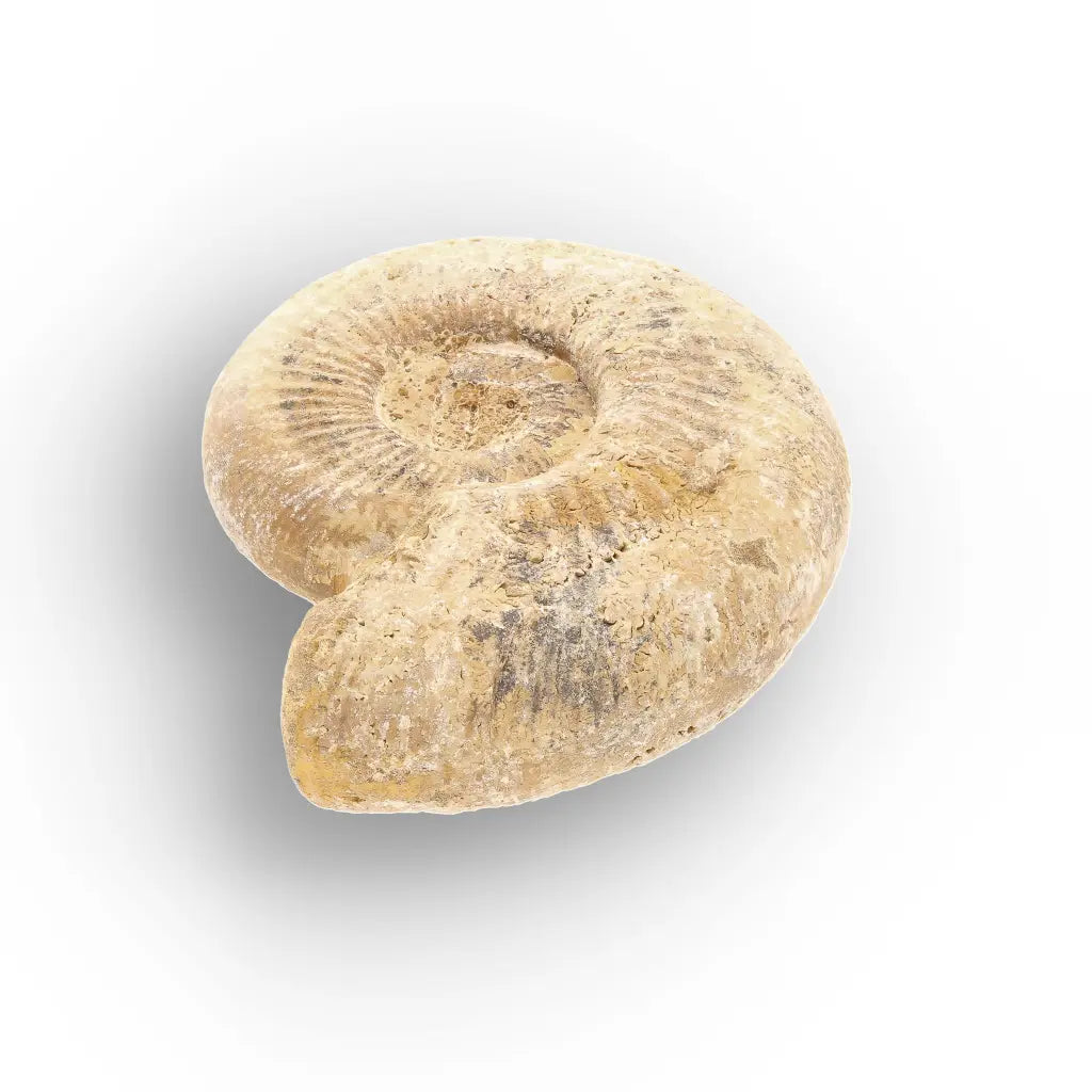 Get your Cretaceous White Spine Ammonite Fossil online now or in store at Forever Gems in Franschhoek, South Africa