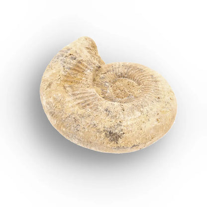 Get your Cretaceous White Spine Ammonite Fossil online now or in store at Forever Gems in Franschhoek, South Africa