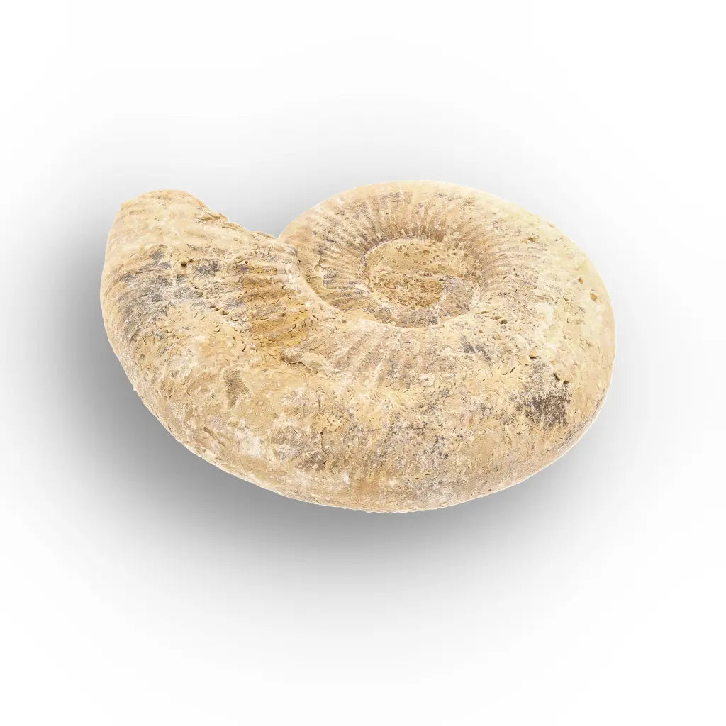 Get your Cretaceous White Spine Ammonite Fossil online now or in store at Forever Gems in Franschhoek, South Africa