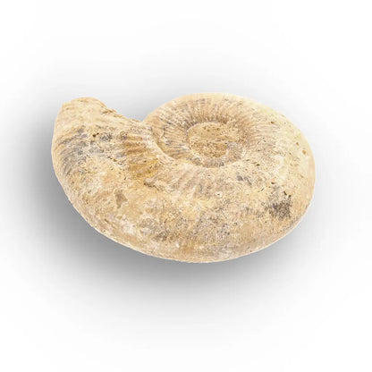Get your Cretaceous White Spine Ammonite Fossil online now or in store at Forever Gems in Franschhoek, South Africa