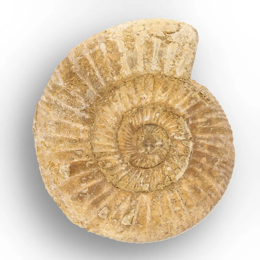 Get your Cretaceous White Spine Ammonite Fossil online now or in store at Forever Gems in Franschhoek, South Africa