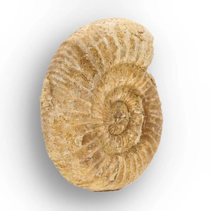 Get your Cretaceous White Spine Ammonite Fossil online now or in store at Forever Gems in Franschhoek, South Africa