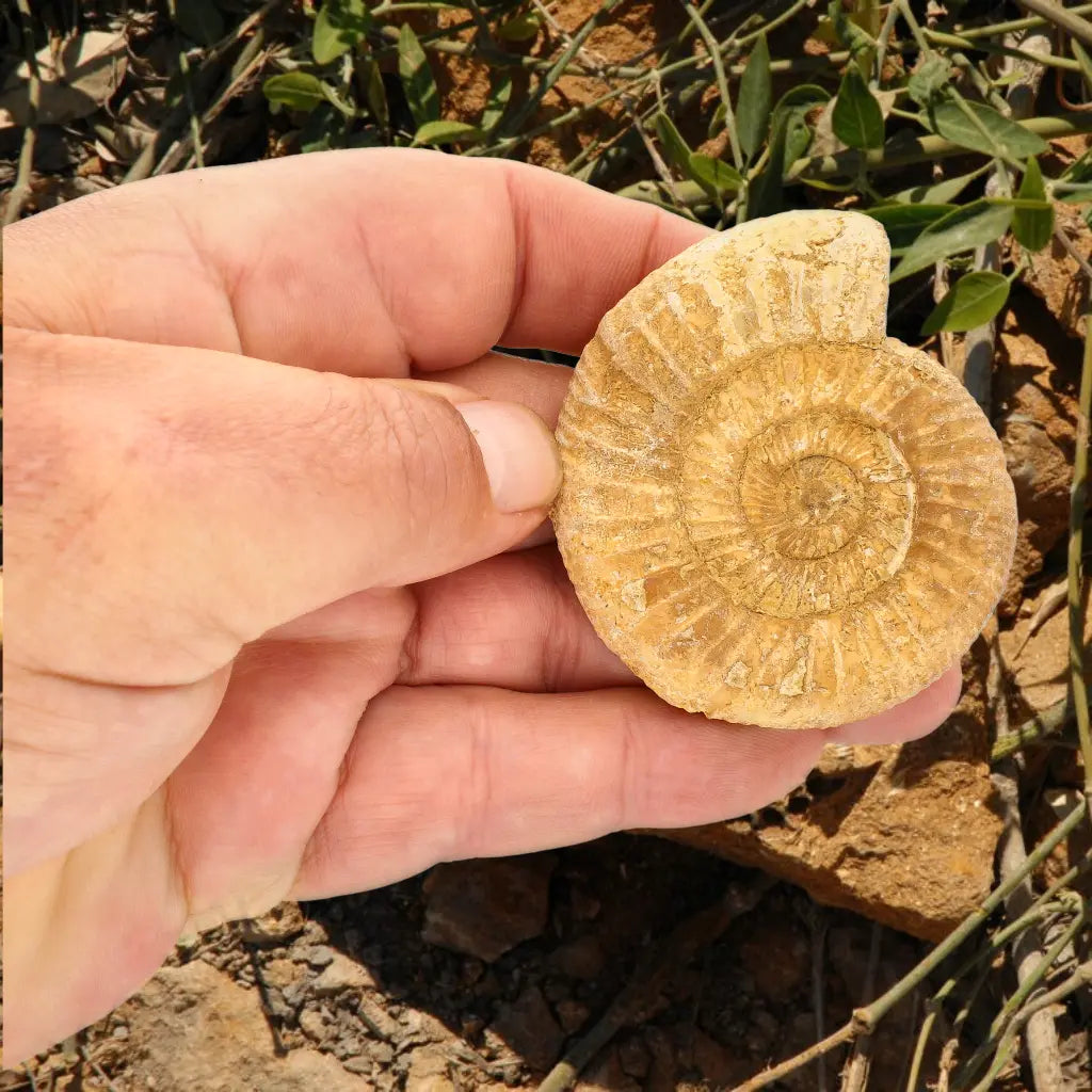 Get your Cretaceous White Spine Ammonite Fossil online now or in store at Forever Gems in Franschhoek, South Africa