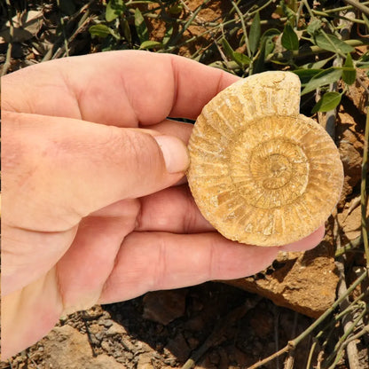 Get your Cretaceous White Spine Ammonite Fossil online now or in store at Forever Gems in Franschhoek, South Africa