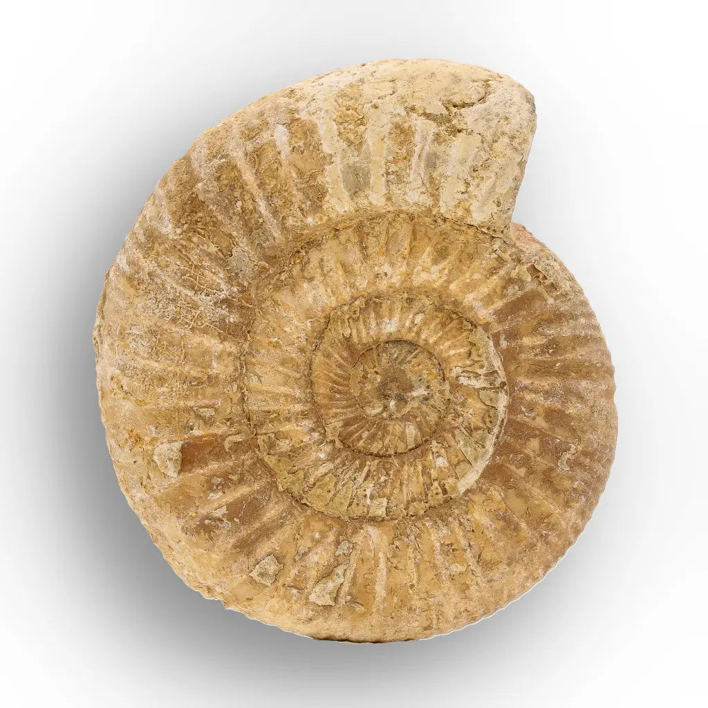 Get your Cretaceous White Spine Ammonite Fossil online now or in store at Forever Gems in Franschhoek, South Africa