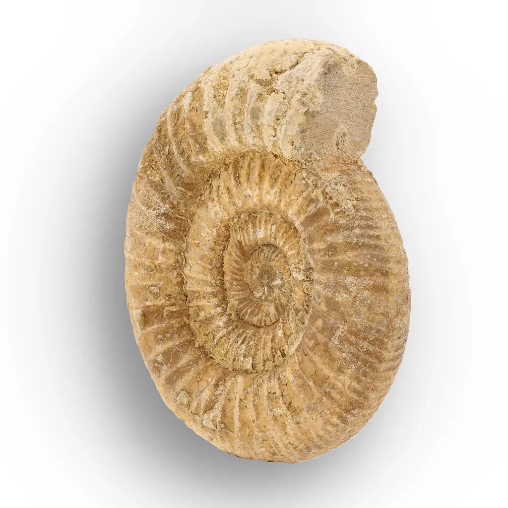 Get your Cretaceous White Spine Ammonite Fossil online now or in store at Forever Gems in Franschhoek, South Africa