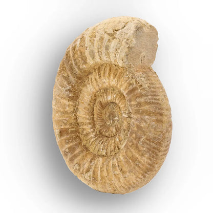 Get your Cretaceous White Spine Ammonite Fossil online now or in store at Forever Gems in Franschhoek, South Africa