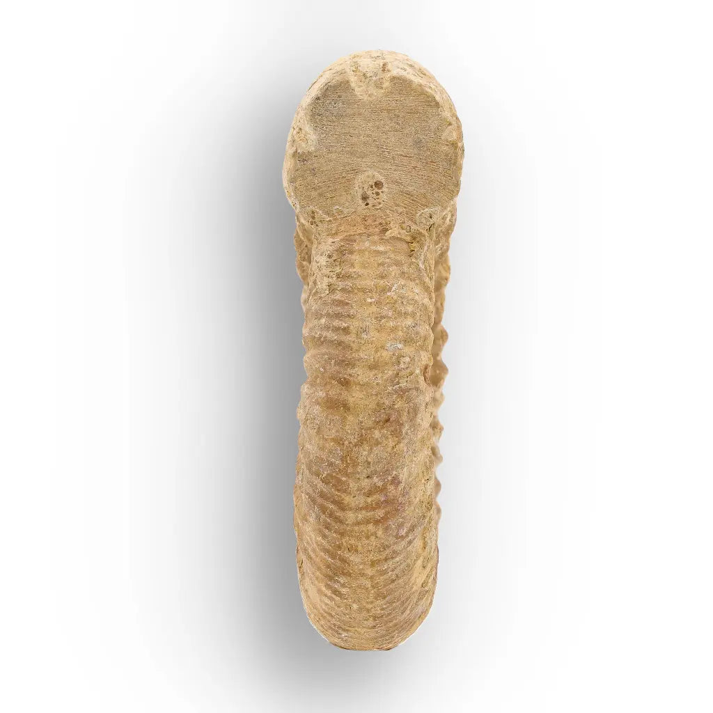 Get your Cretaceous White Spine Ammonite Fossil online now or in store at Forever Gems in Franschhoek, South Africa