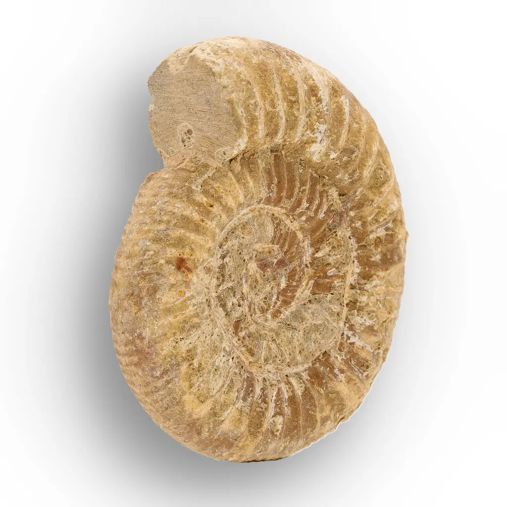 Get your Cretaceous White Spine Ammonite Fossil online now or in store at Forever Gems in Franschhoek, South Africa