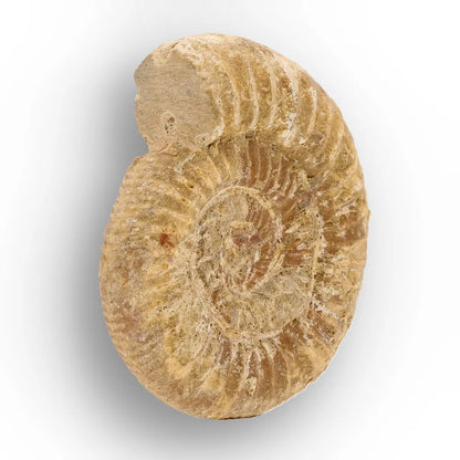 Get your Cretaceous White Spine Ammonite Fossil online now or in store at Forever Gems in Franschhoek, South Africa