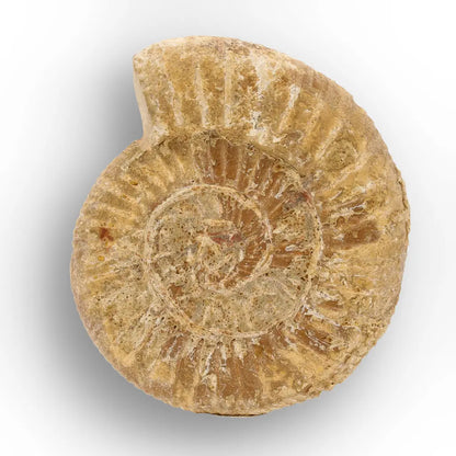 Get your Cretaceous White Spine Ammonite Fossil online now or in store at Forever Gems in Franschhoek, South Africa