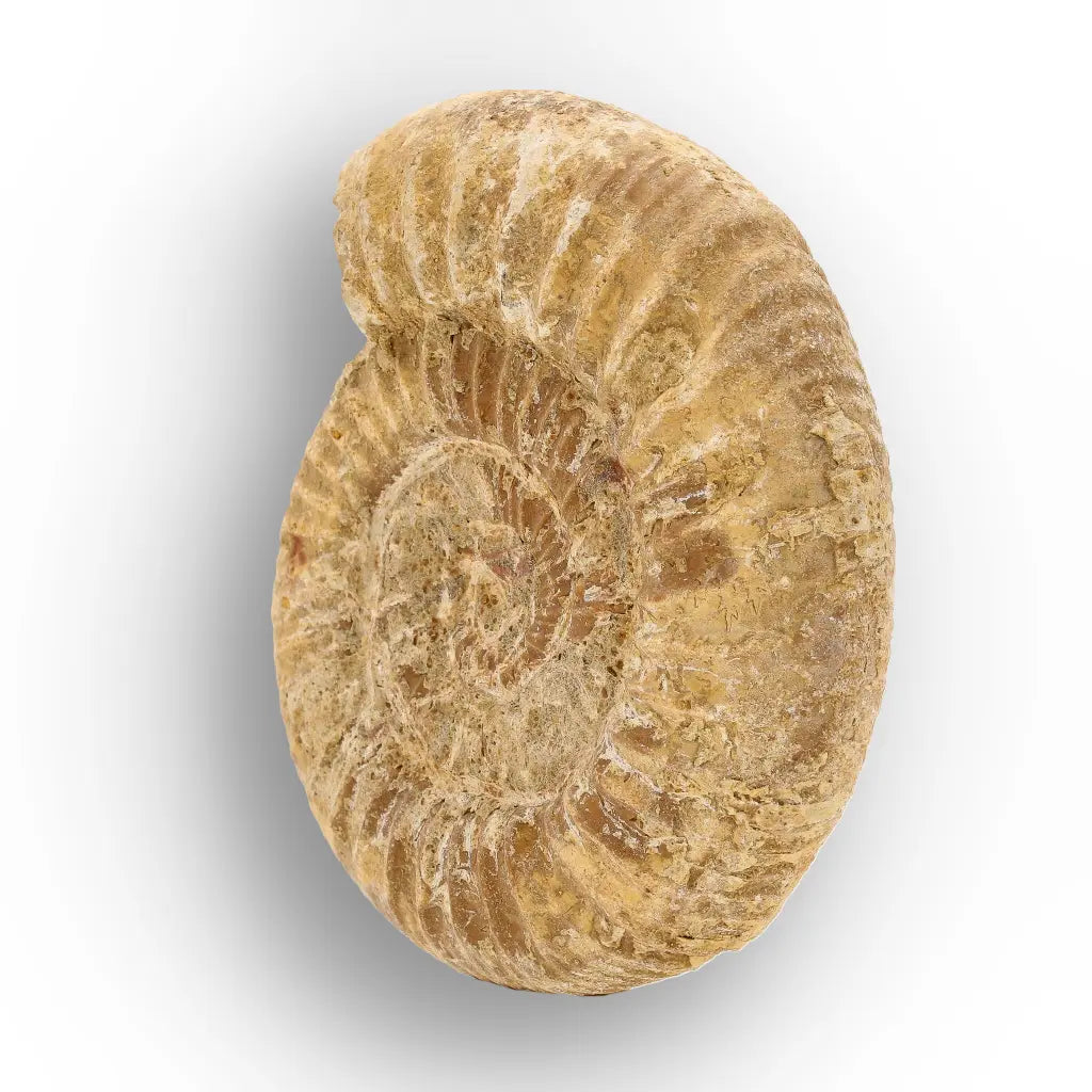 Get your Cretaceous White Spine Ammonite Fossil online now or in store at Forever Gems in Franschhoek, South Africa