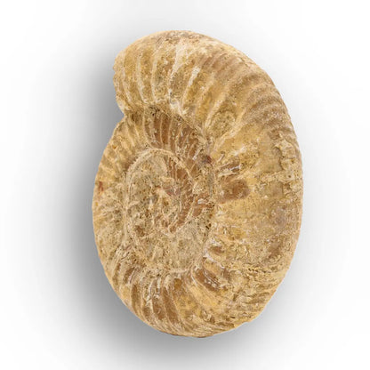 Get your Cretaceous White Spine Ammonite Fossil online now or in store at Forever Gems in Franschhoek, South Africa