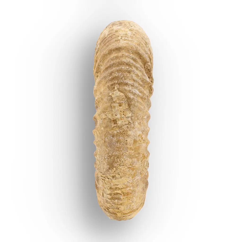 Get your Cretaceous White Spine Ammonite Fossil online now or in store at Forever Gems in Franschhoek, South Africa
