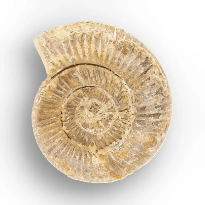 Get your Fossilised White Spine Ocean Survivor online now or in store at Forever Gems in Franschhoek, South Africa