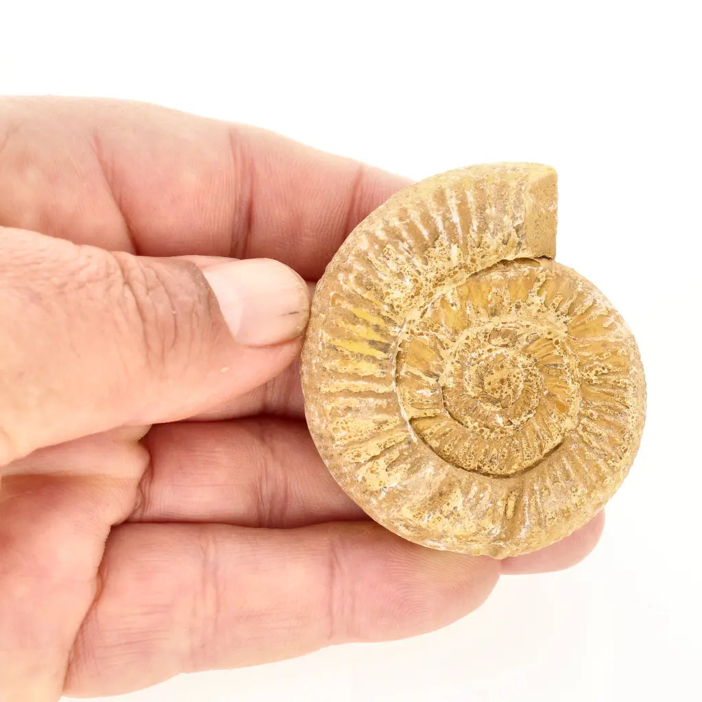 Get your Fossilised White Spine Ocean Survivor online now or in store at Forever Gems in Franschhoek, South Africa
