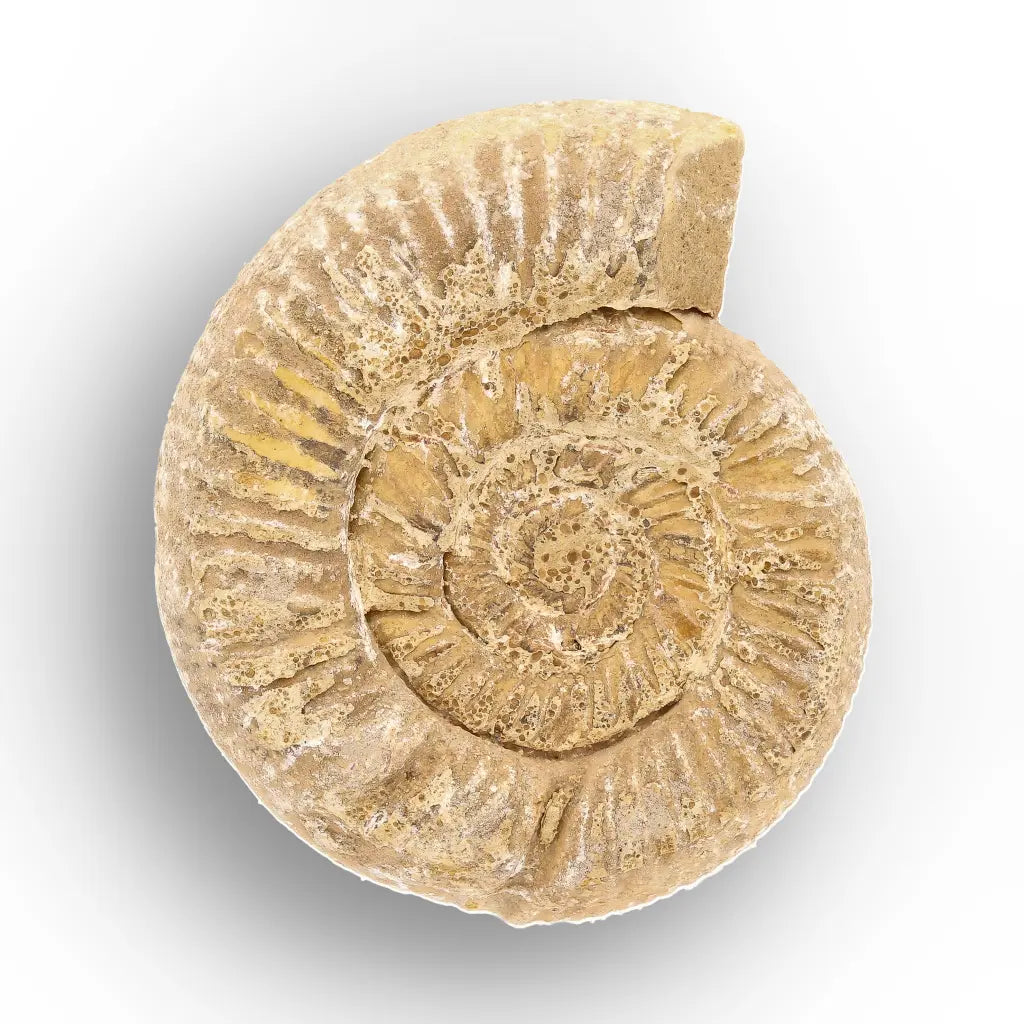 Get your Fossilised White Spine Ocean Survivor online now or in store at Forever Gems in Franschhoek, South Africa