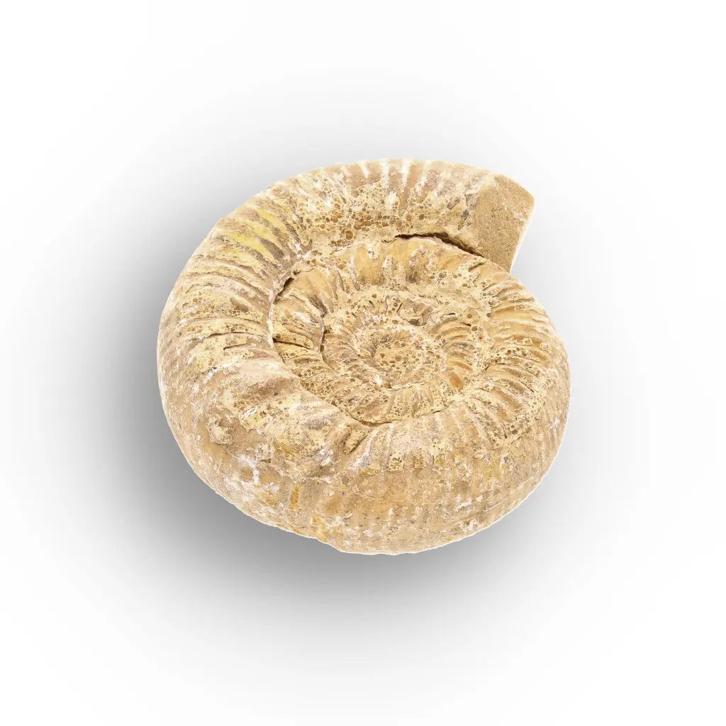 Get your Fossilised White Spine Ocean Survivor online now or in store at Forever Gems in Franschhoek, South Africa