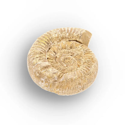 Get your Fossilised White Spine Ocean Survivor online now or in store at Forever Gems in Franschhoek, South Africa