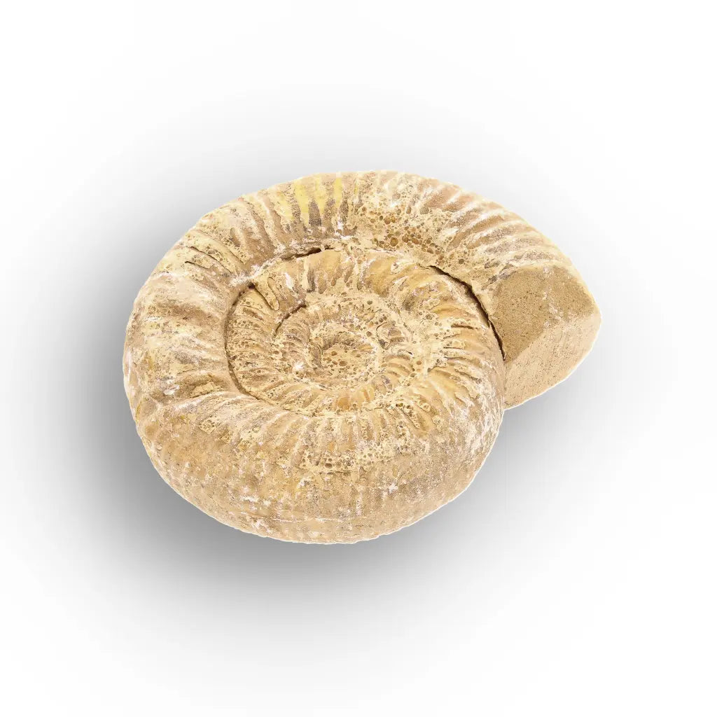 Get your Fossilised White Spine Ocean Survivor online now or in store at Forever Gems in Franschhoek, South Africa