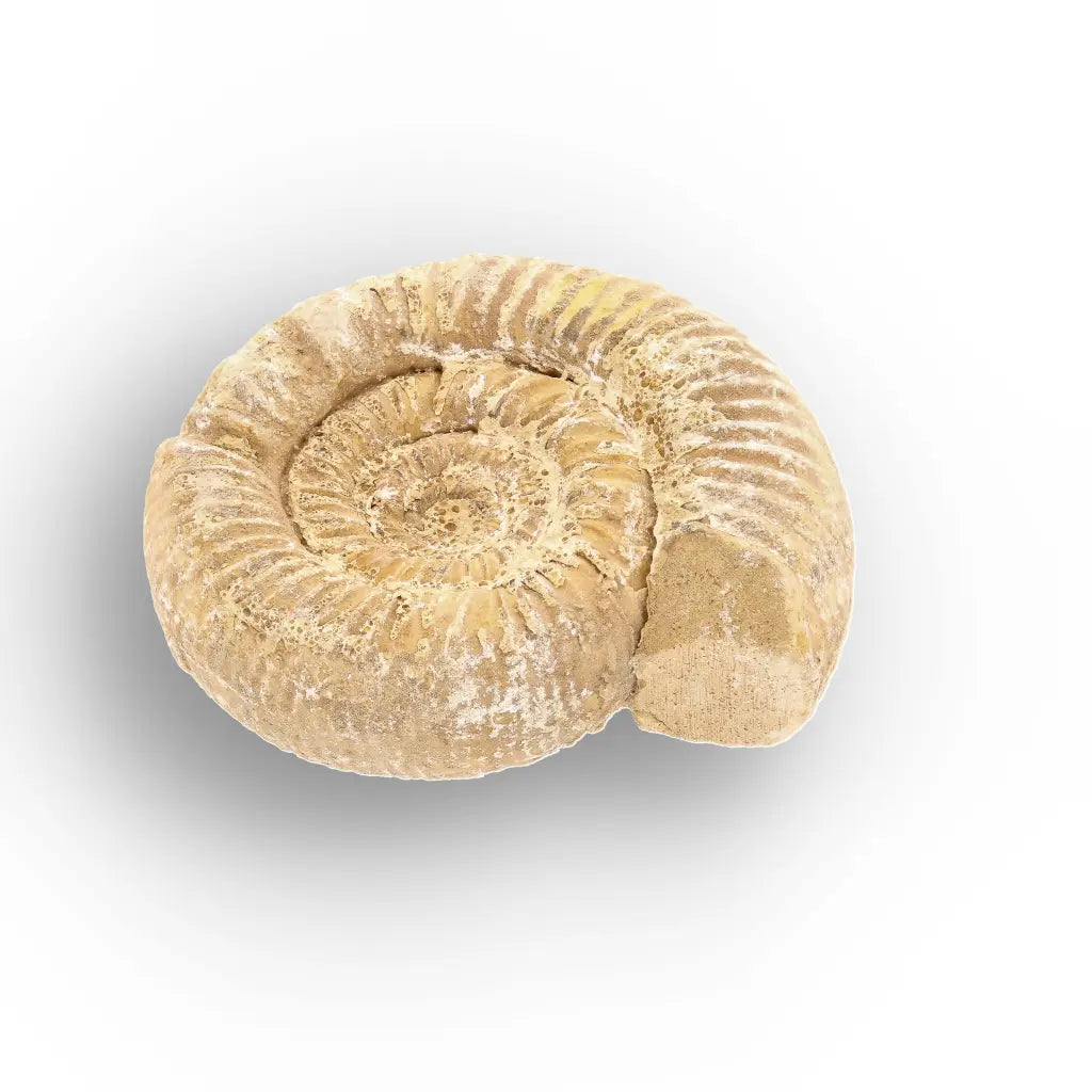 Get your Fossilised White Spine Ocean Survivor online now or in store at Forever Gems in Franschhoek, South Africa