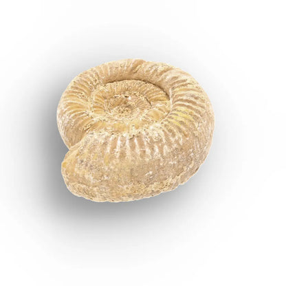 Get your Fossilised White Spine Ocean Survivor online now or in store at Forever Gems in Franschhoek, South Africa