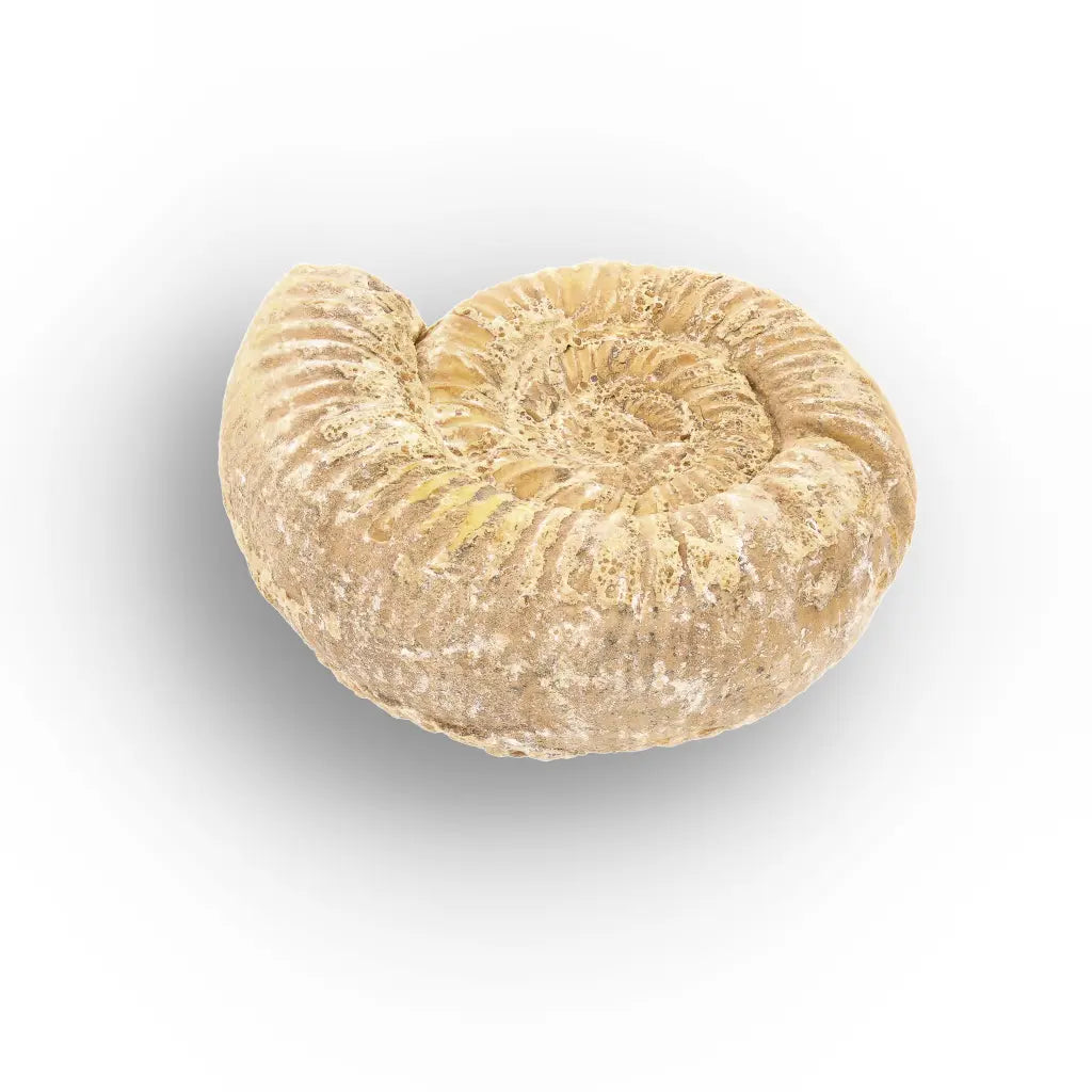 Get your Fossilised White Spine Ocean Survivor online now or in store at Forever Gems in Franschhoek, South Africa