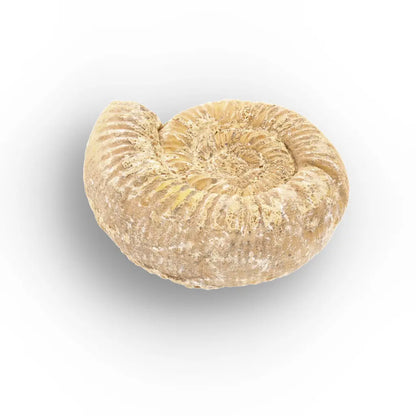 Get your Fossilised White Spine Ocean Survivor online now or in store at Forever Gems in Franschhoek, South Africa