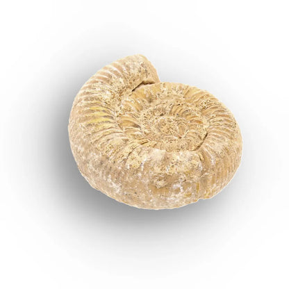 Get your Fossilised White Spine Ocean Survivor online now or in store at Forever Gems in Franschhoek, South Africa