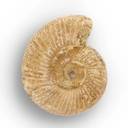 Get your Fossilised White Spine Ocean Survivor online now or in store at Forever Gems in Franschhoek, South Africa