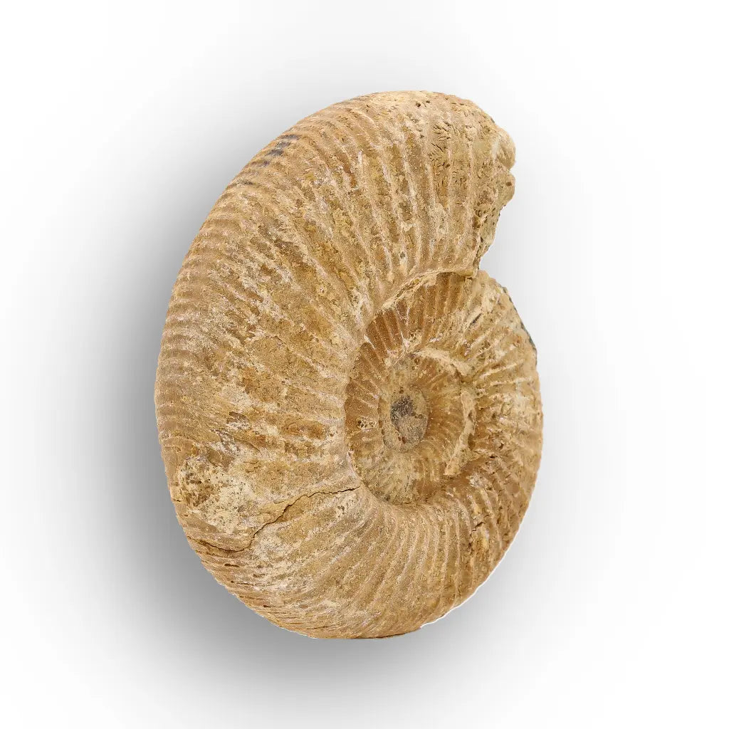 Get your Fossilised White Spine Ocean Survivor online now or in store at Forever Gems in Franschhoek, South Africa