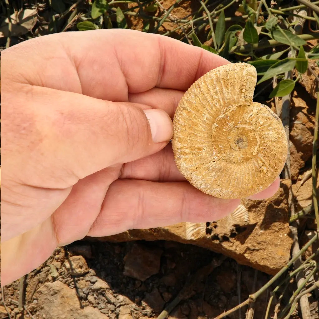 Get your Fossilised White Spine Ocean Survivor online now or in store at Forever Gems in Franschhoek, South Africa