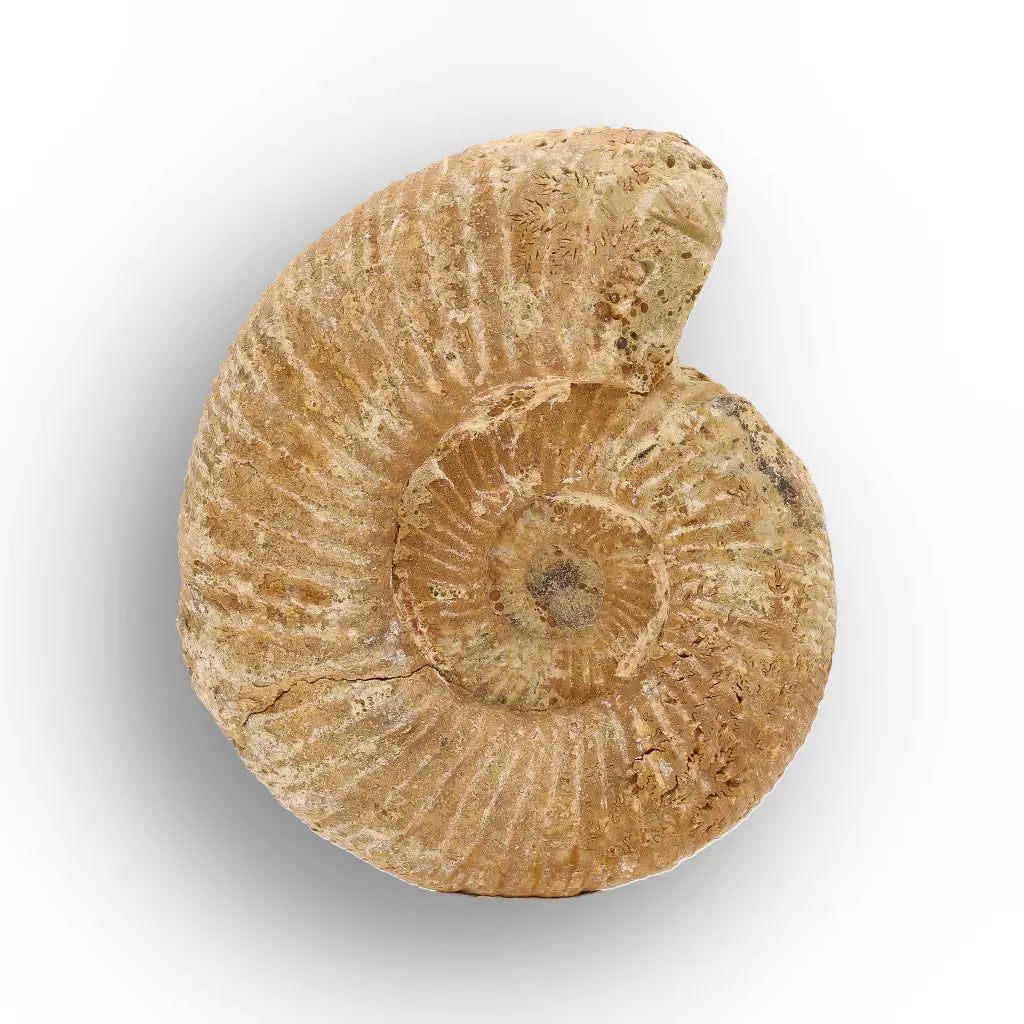 Get your Fossilised White Spine Ocean Survivor online now or in store at Forever Gems in Franschhoek, South Africa