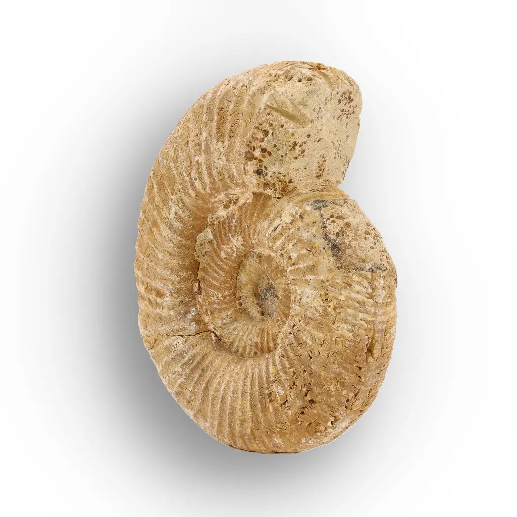 Get your Fossilised White Spine Ocean Survivor online now or in store at Forever Gems in Franschhoek, South Africa