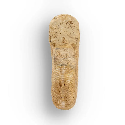 Get your Fossilised White Spine Ocean Survivor online now or in store at Forever Gems in Franschhoek, South Africa