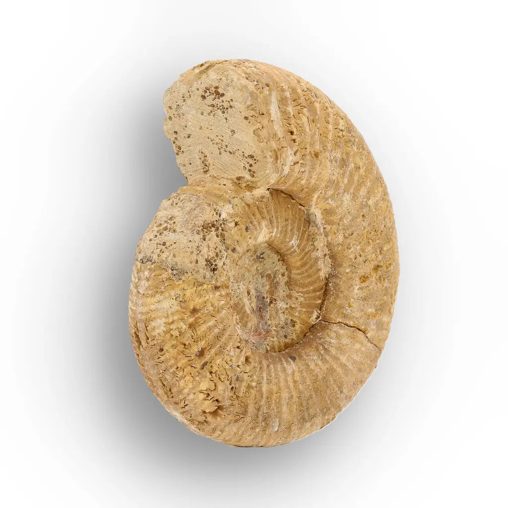 Get your Fossilised White Spine Ocean Survivor online now or in store at Forever Gems in Franschhoek, South Africa