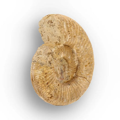 Get your Fossilised White Spine Ocean Survivor online now or in store at Forever Gems in Franschhoek, South Africa