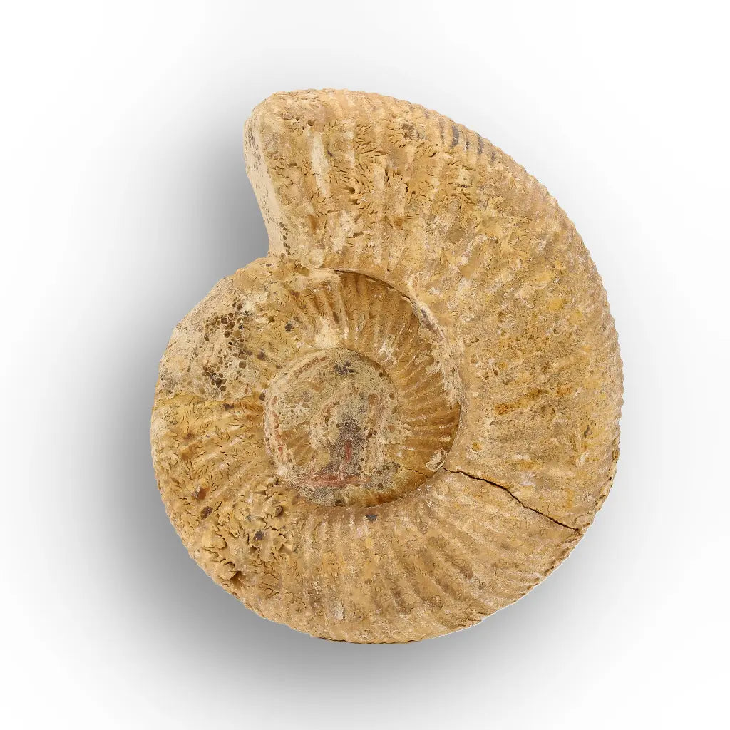 Get your Fossilised White Spine Ocean Survivor online now or in store at Forever Gems in Franschhoek, South Africa