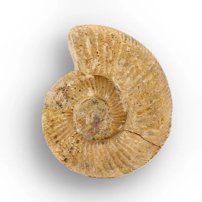 Get your Fossilised White Spine Ocean Survivor online now or in store at Forever Gems in Franschhoek, South Africa