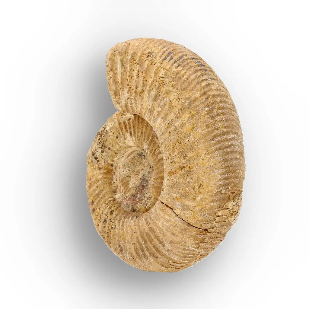 Get your Fossilised White Spine Ocean Survivor online now or in store at Forever Gems in Franschhoek, South Africa