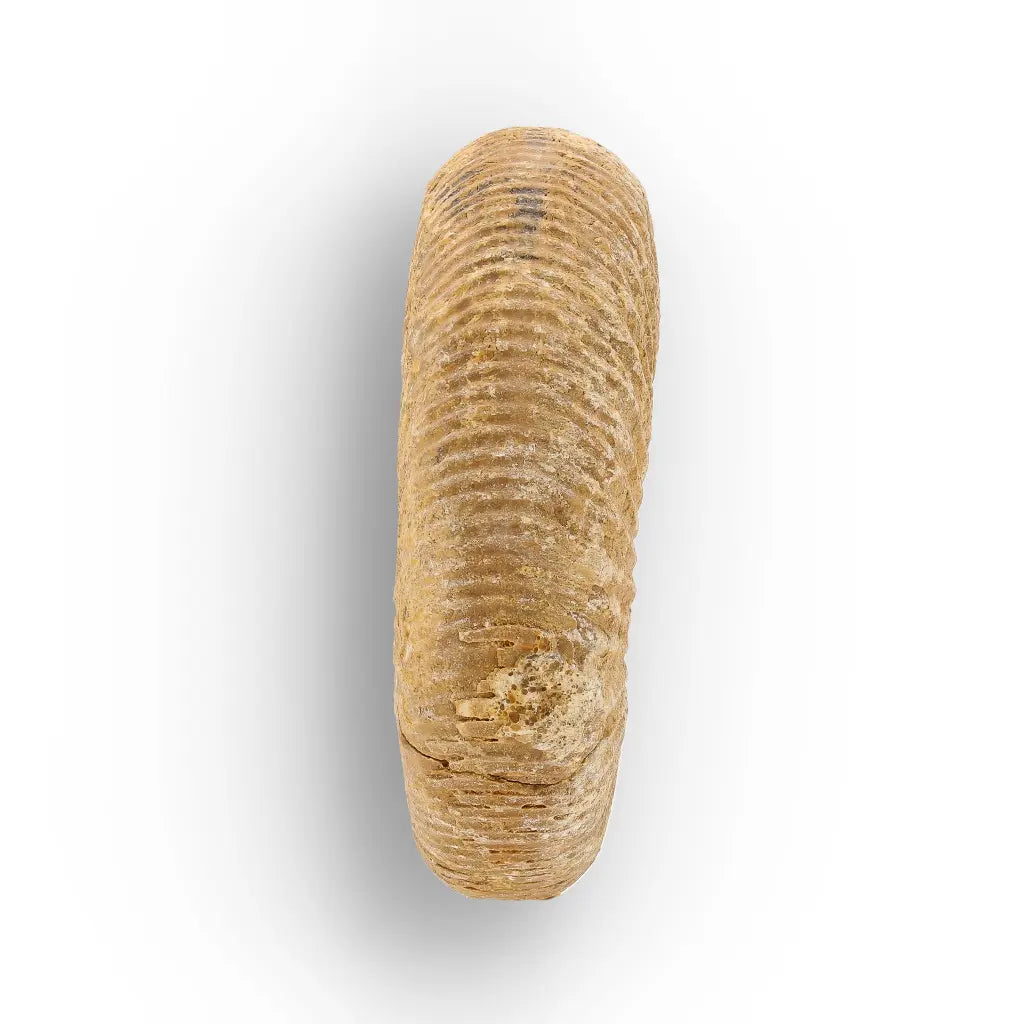 Get your Fossilised White Spine Ocean Survivor online now or in store at Forever Gems in Franschhoek, South Africa