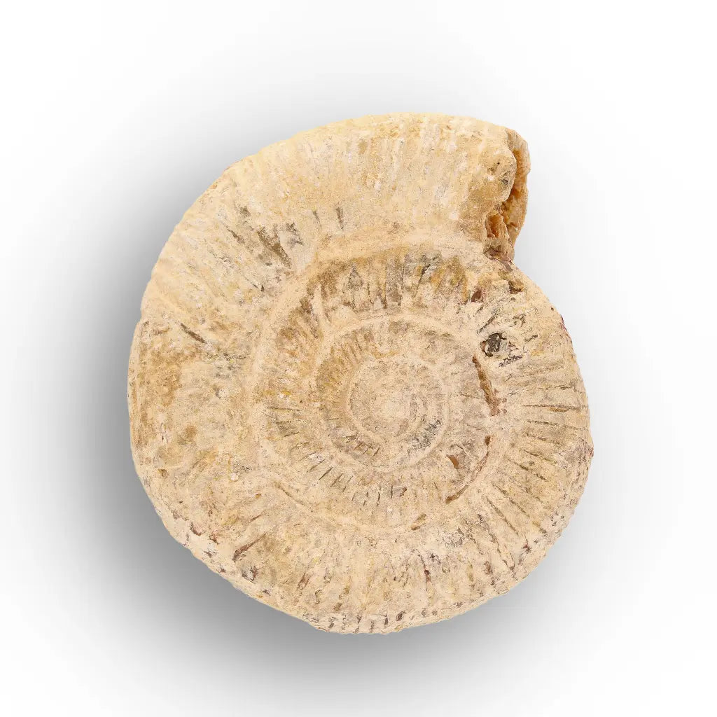 Get your Madagascar Cleoniceras Fossil Spiral online now or in store at Forever Gems in Franschhoek, South Africa