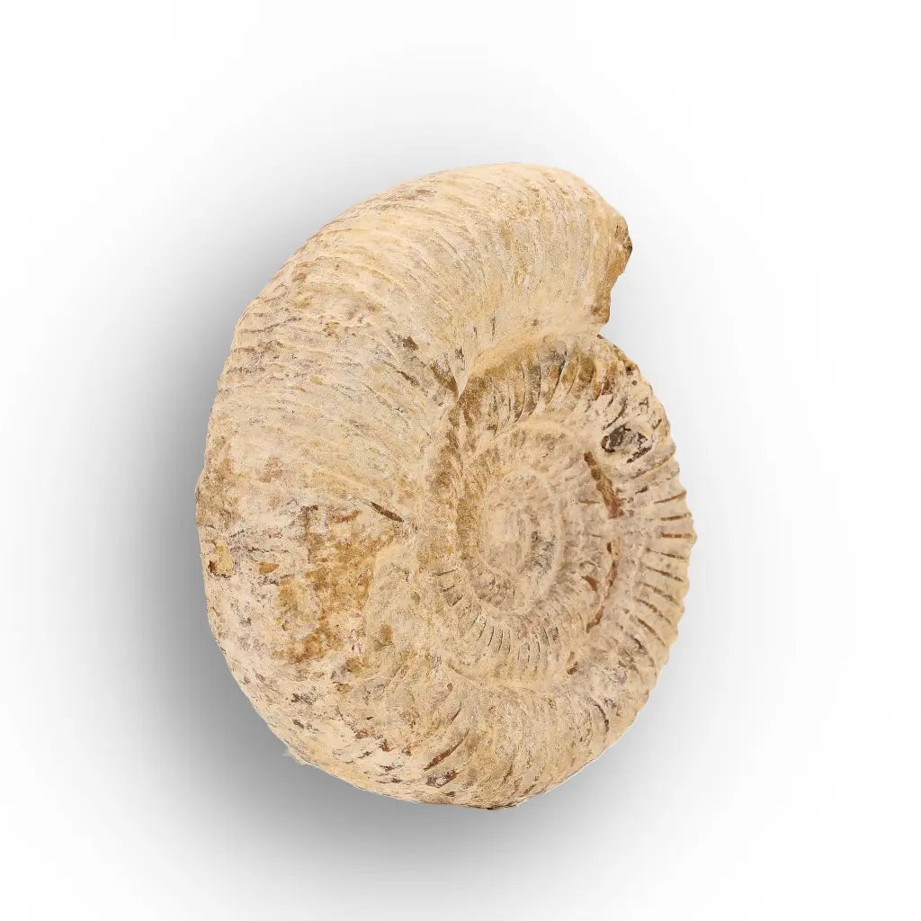 Get your Madagascar Cleoniceras Fossil Spiral online now or in store at Forever Gems in Franschhoek, South Africa