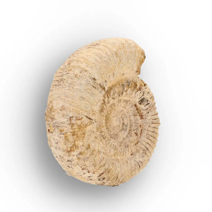 Get your Madagascar Cleoniceras Fossil Spiral online now or in store at Forever Gems in Franschhoek, South Africa