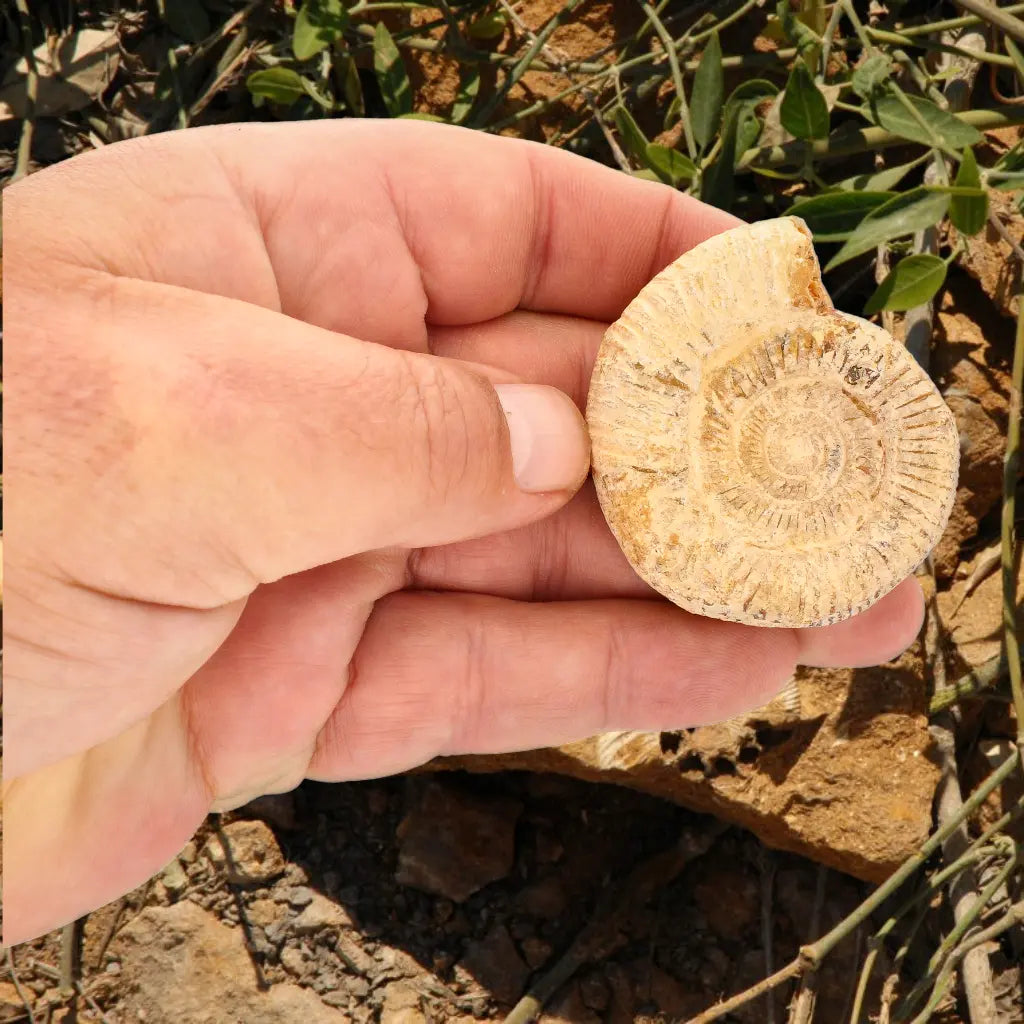 Get your Madagascar Cleoniceras Fossil Spiral online now or in store at Forever Gems in Franschhoek, South Africa