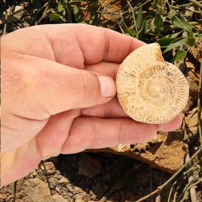 Get your Madagascar Cleoniceras Fossil Spiral online now or in store at Forever Gems in Franschhoek, South Africa