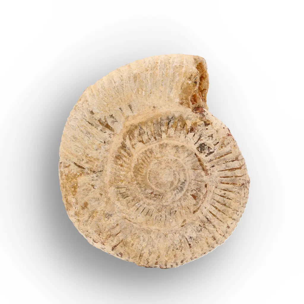 Get your Madagascar Cleoniceras Fossil Spiral online now or in store at Forever Gems in Franschhoek, South Africa