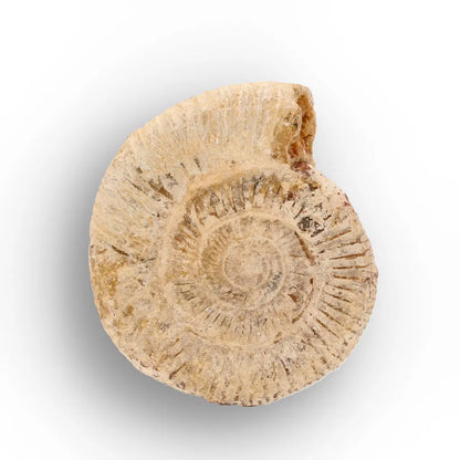 Get your Madagascar Cleoniceras Fossil Spiral online now or in store at Forever Gems in Franschhoek, South Africa